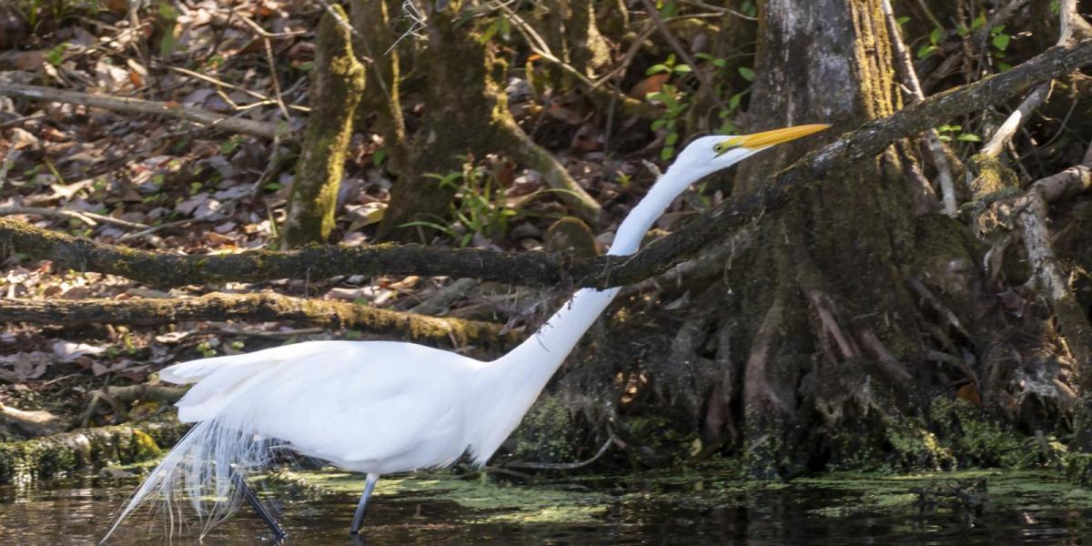 Wakulla Springs #2