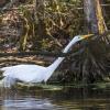 Wakulla Springs #2