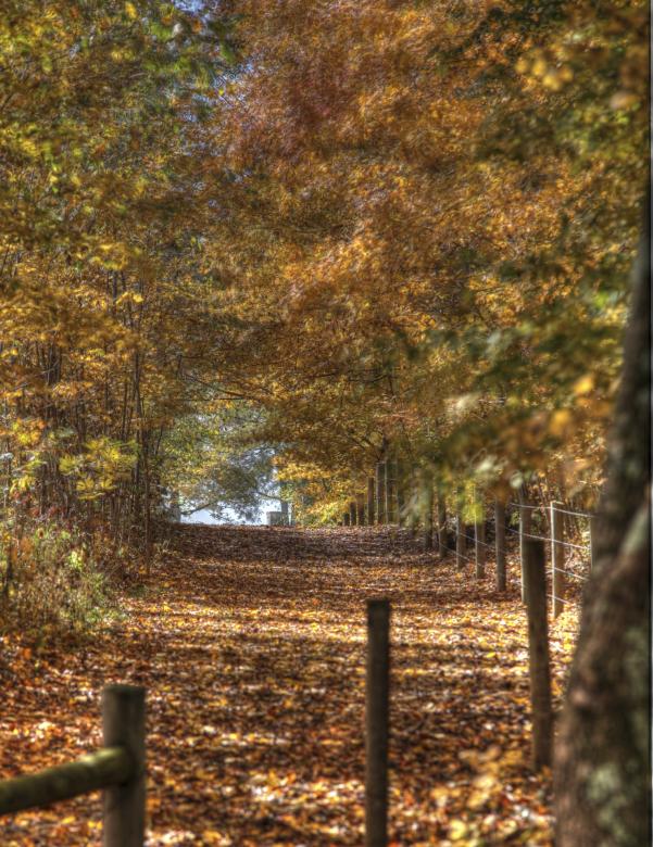 Photo Title - Acorn Road