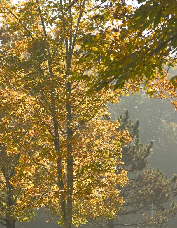 Photo Title - Kentucky Morning