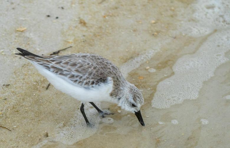 Photo Title - Beach Bird