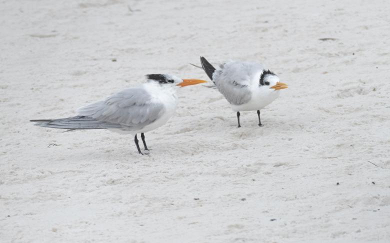 Photo Title - Beach Birds #3