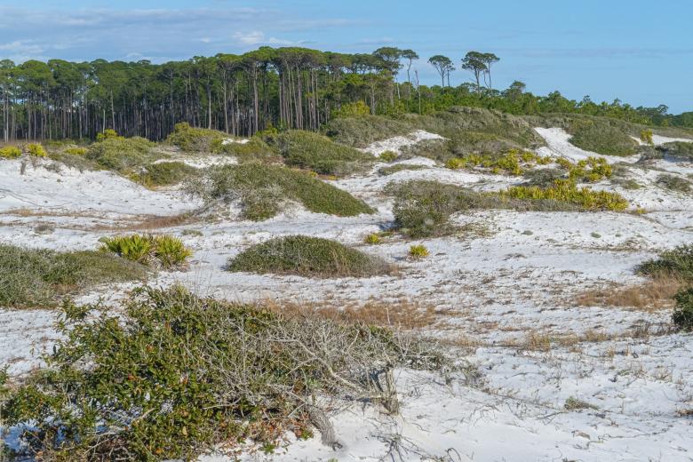 Photo Title - Dunes At Destin