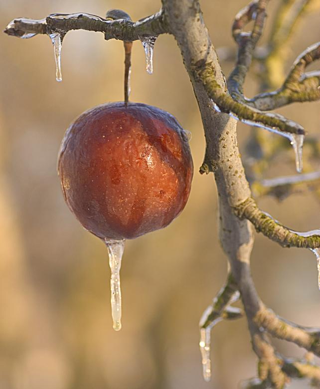 Photo titled - Glazed Apple