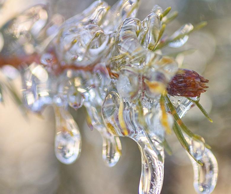 Photo titled - Sparkling Pine