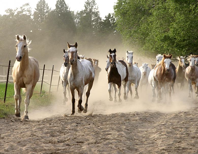 Photo titled - Stampede