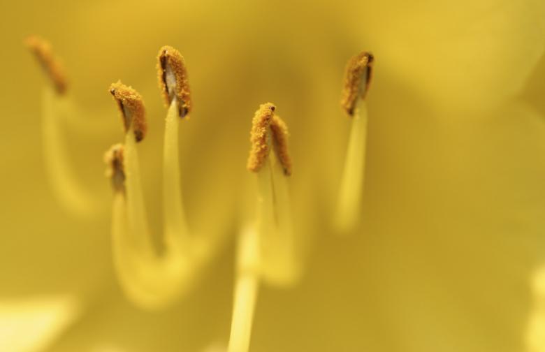 Photo titled - Yellow Bloom Detail